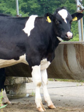 sharan232010.jpg