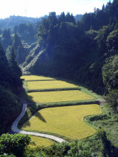 sharan268006.jpg