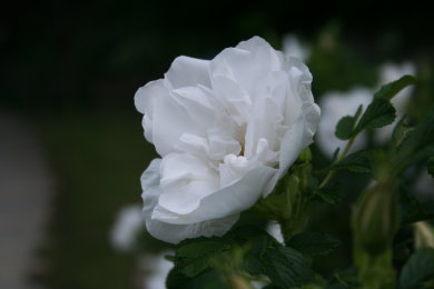sharan770008.jpg
