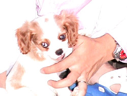sharan850010.jpg