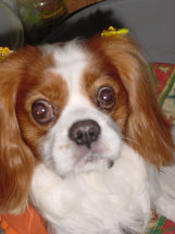 sharan852002.jpg