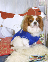 sharan852005.jpg