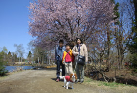 sharan852012.jpg