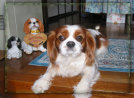 sharan853006.jpg
