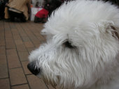 sharan859006.jpg