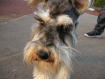sharan861001.jpg