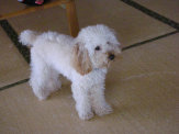 sharan862004.jpg