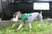 sharan863003.jpg